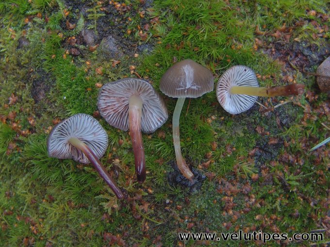 Mycena epipterygia