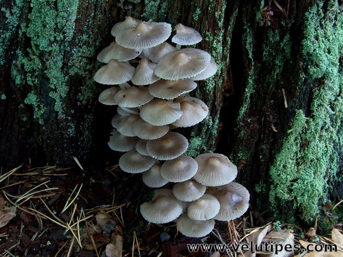 Mycena inclinata