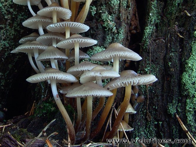 Mycena inclinata