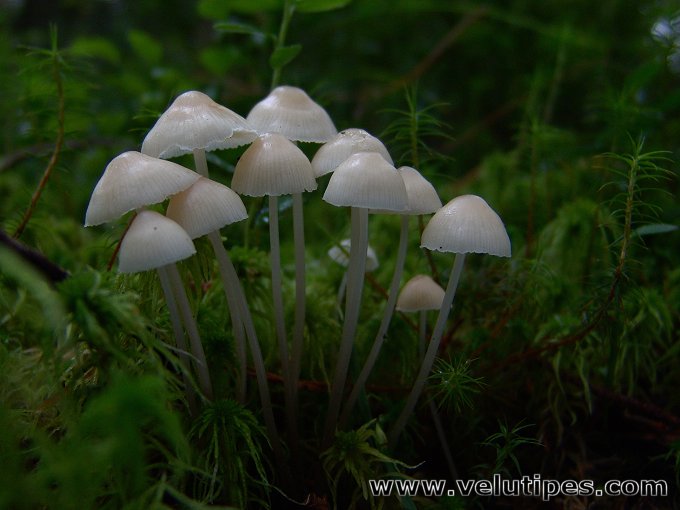 Mycena laevigata