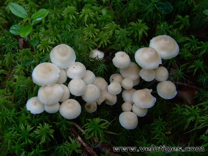Mycena laevigata