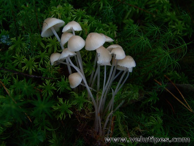 Mycena laevigata