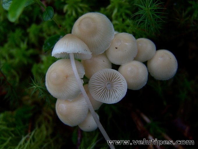 Mycena laevigata