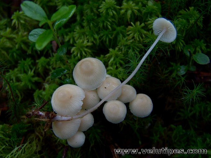 Mycena laevigata