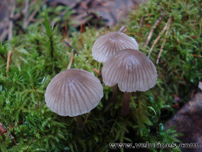 Mycena rubromarginata