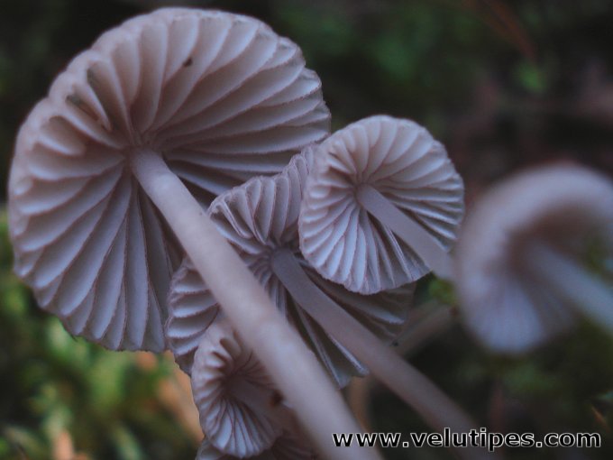 Mycena rubromarginata