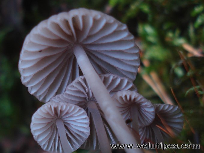 Mycena rubromarginata