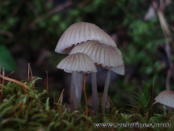Mycena rubromarginata