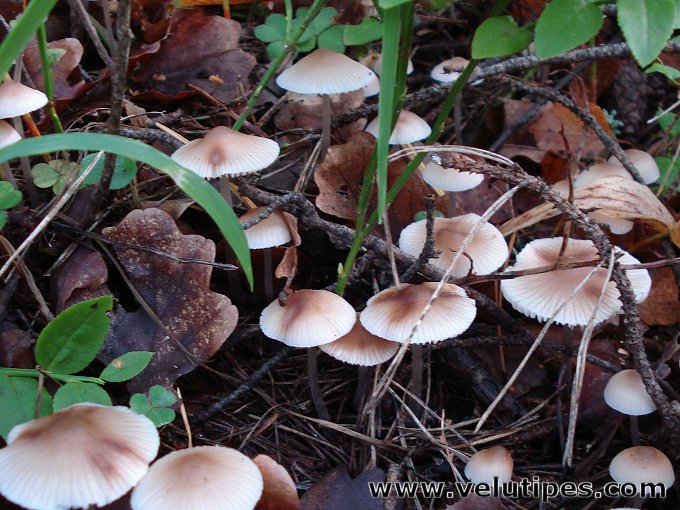 Mycena zephirus