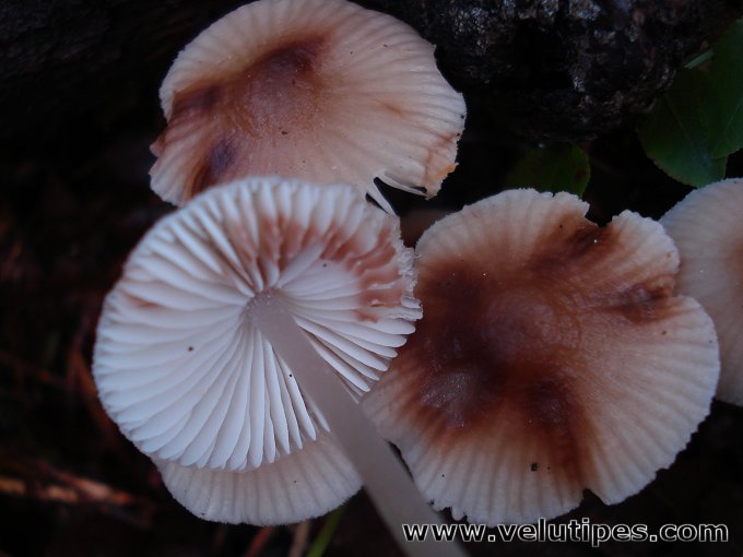 Mycena zephirus