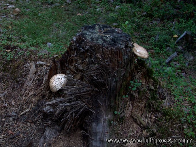 Neolentinus lepideus