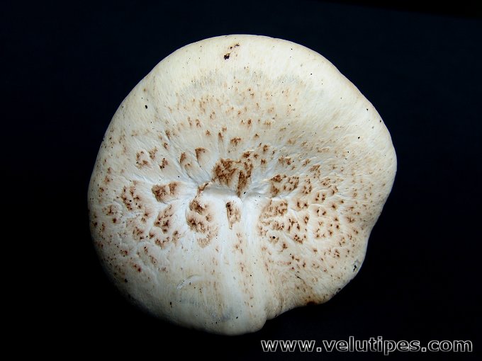 Neolentinus lepideus