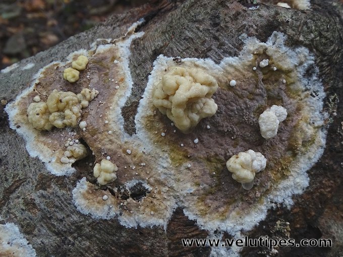 Nodulisporium cecidiogenes