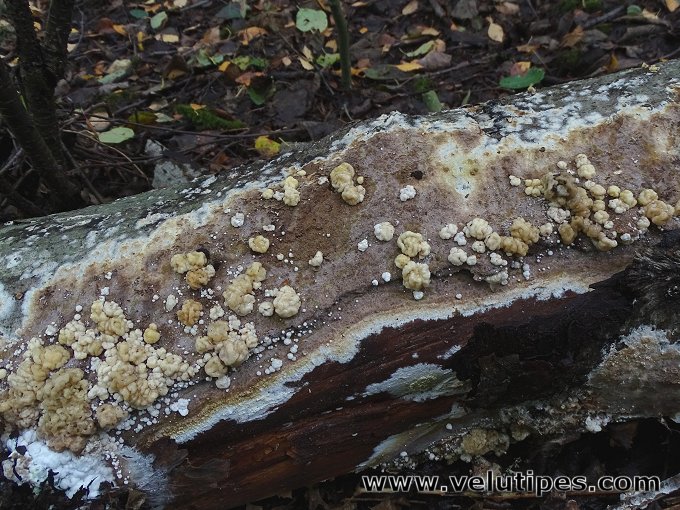 Nodulisporium cecidiogenes