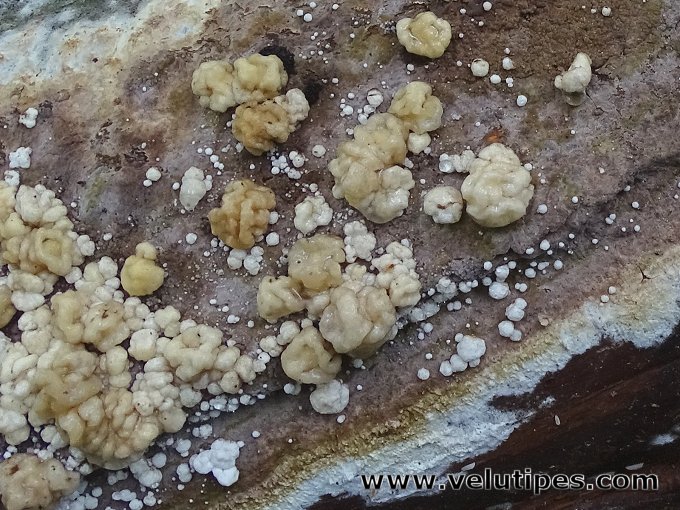 Nodulisporium cecidiogenes
