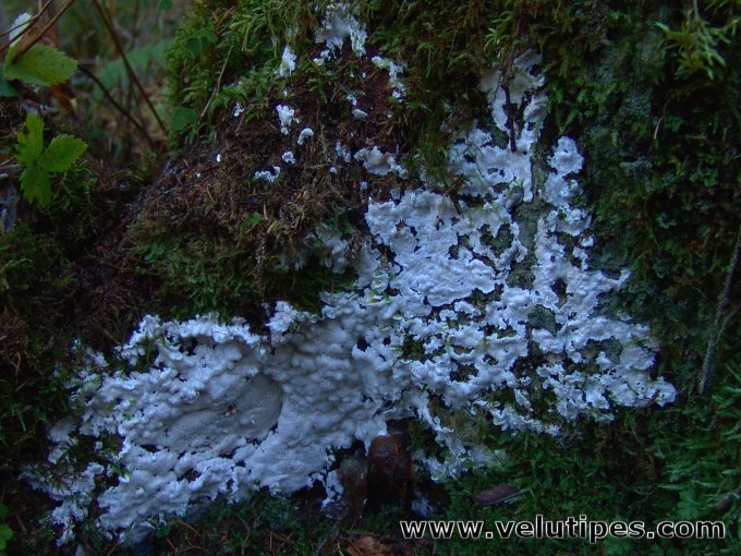 Oligoporus sericeomollis