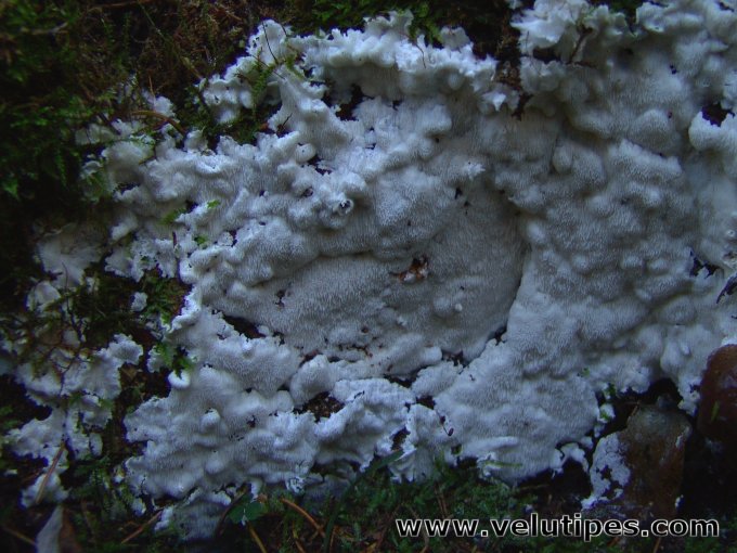 Oligoporus sericeomollis