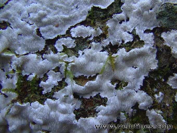 Oligoporus sericeomollis