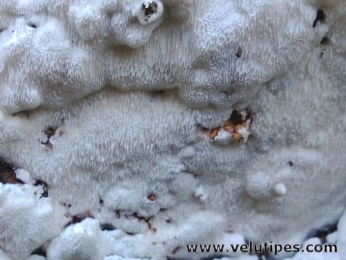 Oligoporus sericeomollis