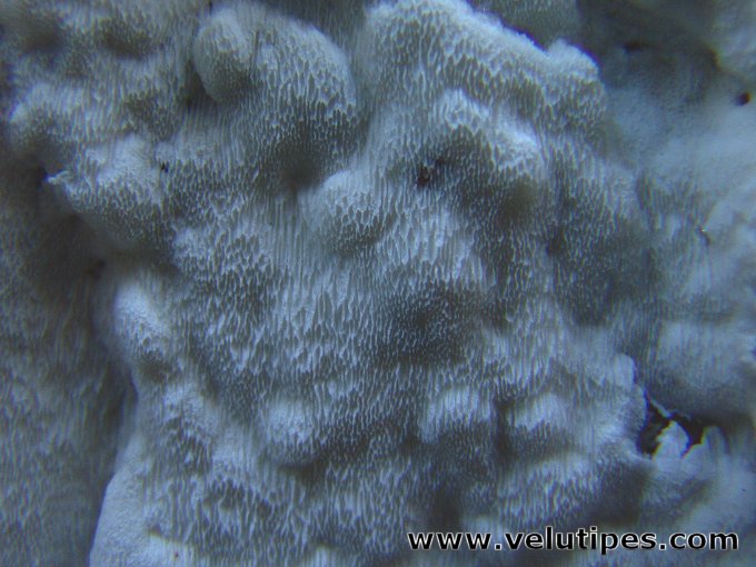 Oligoporus sericeomollis