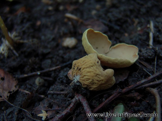 Otidea minor