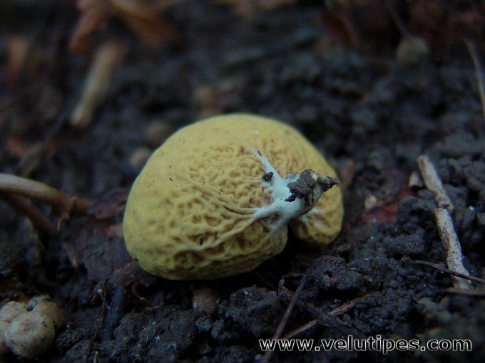 Otidea minor