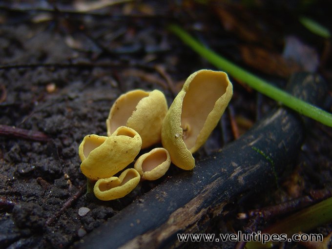 Otidea minor