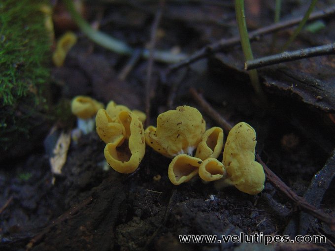 Otidea minor