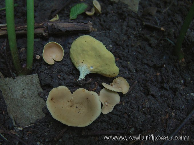 Otidea minor