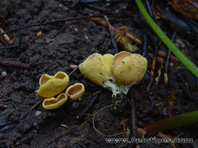 Otidea minor