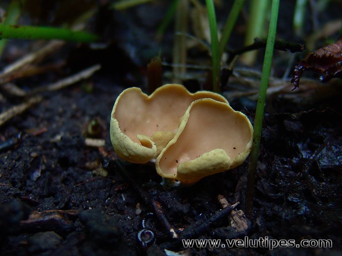 Otidea minor