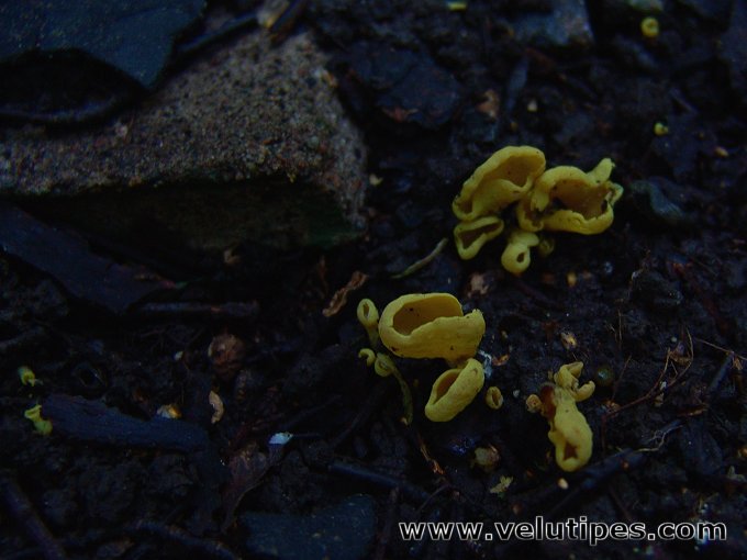 Otidea minor