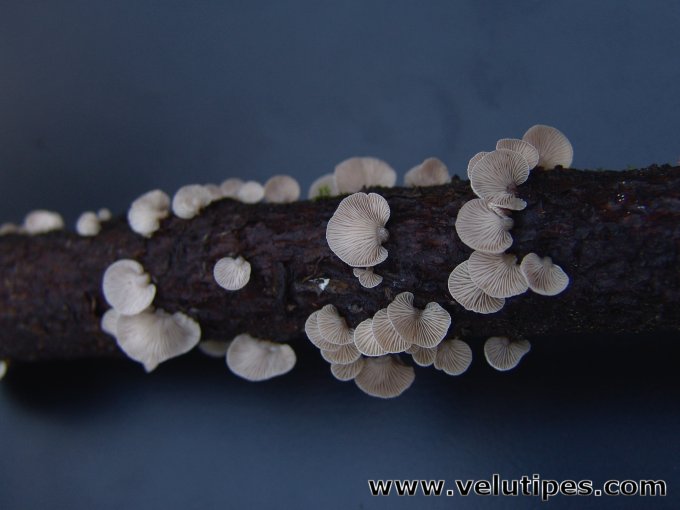 Panellus mitis