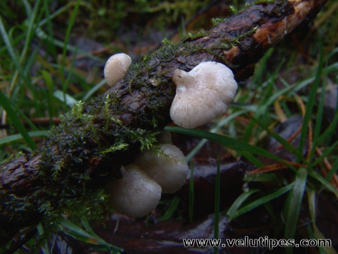 Panellus mitis