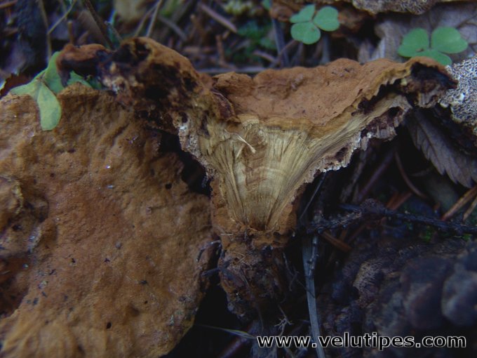 Pelloporus tomentosus