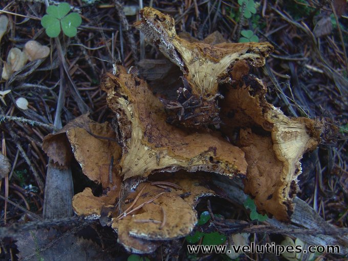 Pelloporus tomentosus