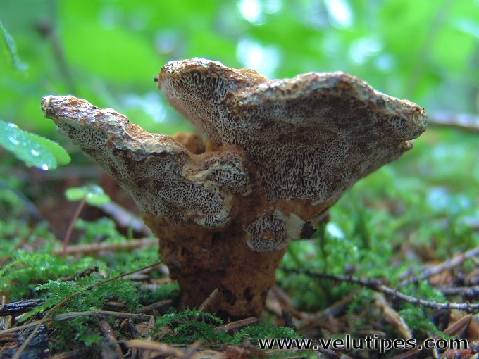 Pelloporus tomentosus