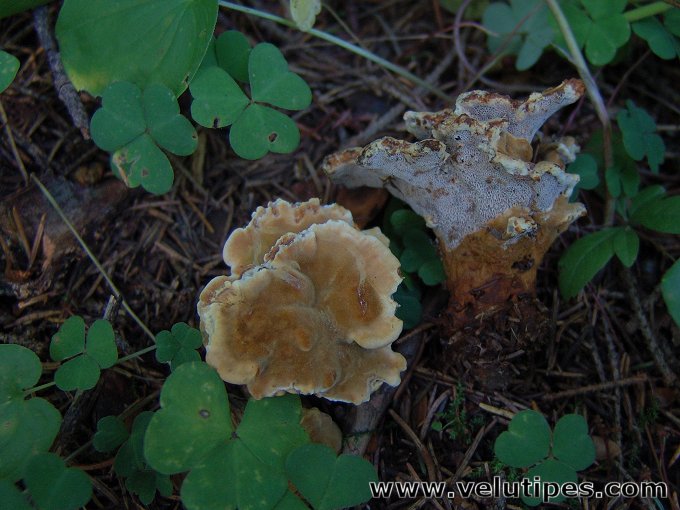 Pelloporus tomentosus
