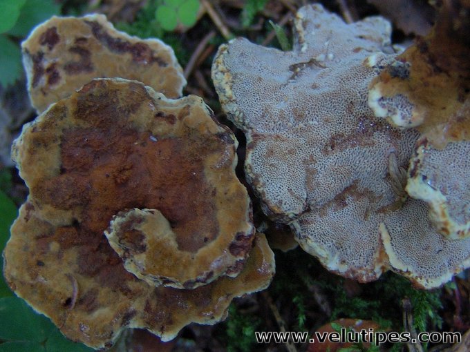 Pelloporus tomentosus