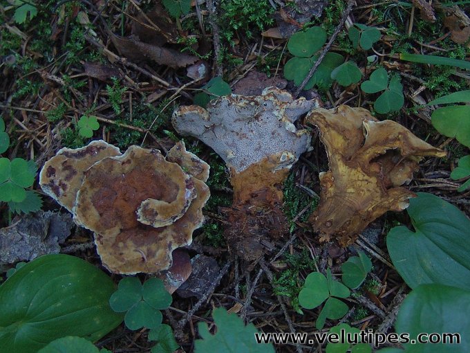Pelloporus tomentosus
