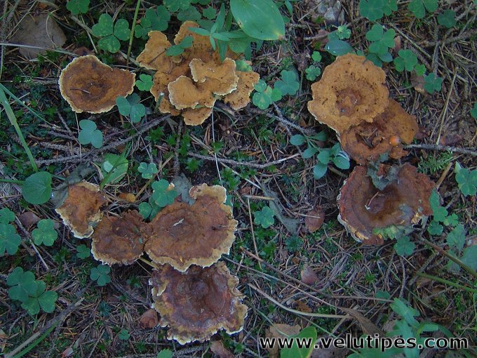 Pelloporus tomentosus