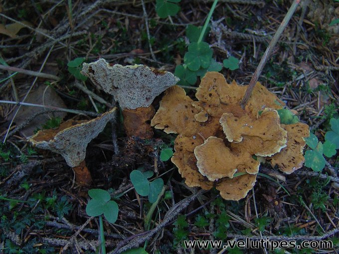 Pelloporus tomentosus