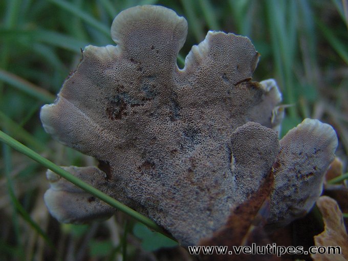 Pelloporus tomentosus