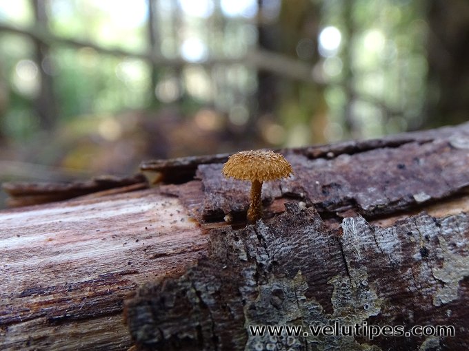 Phaeomarasmius erinaceus