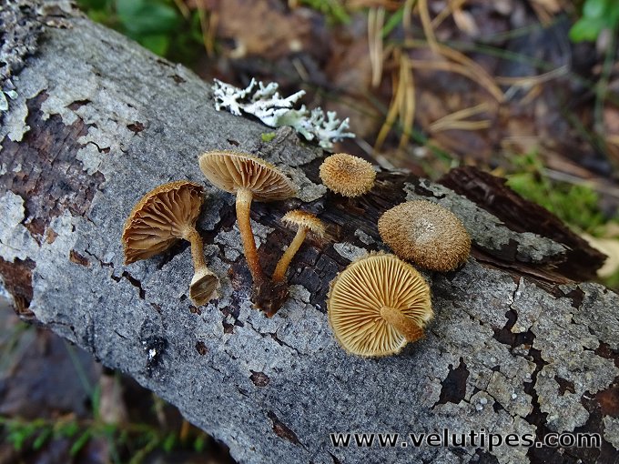 Phaeomarasmius erinaceus