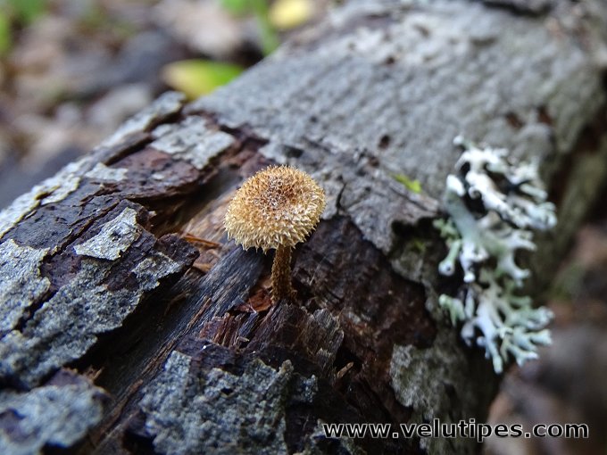 Phaeomarasmius erinaceus
