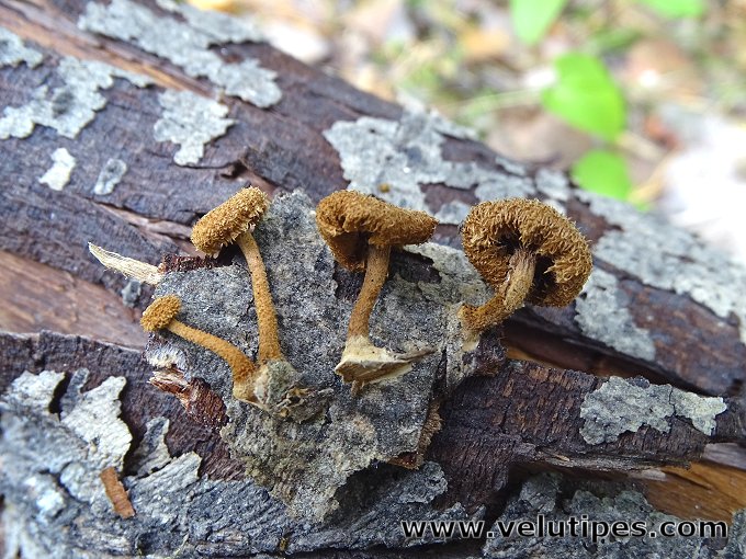 Phaeomarasmius erinaceus