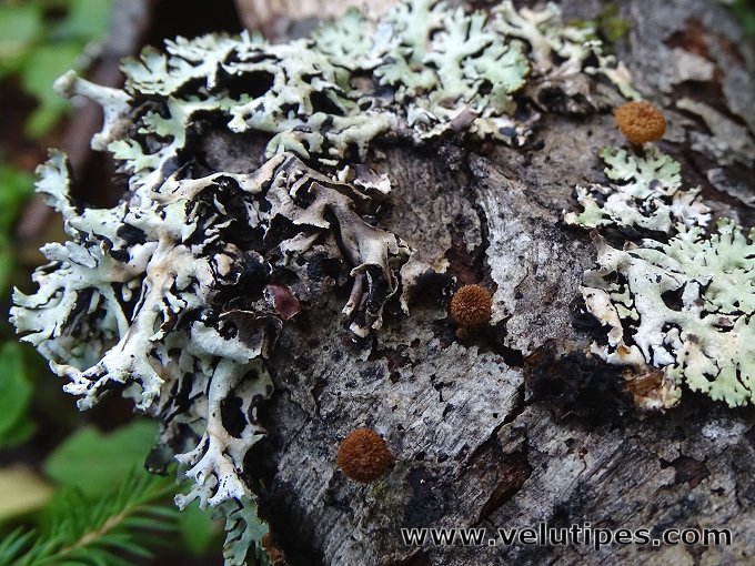 Phaeomarasmius erinaceus
