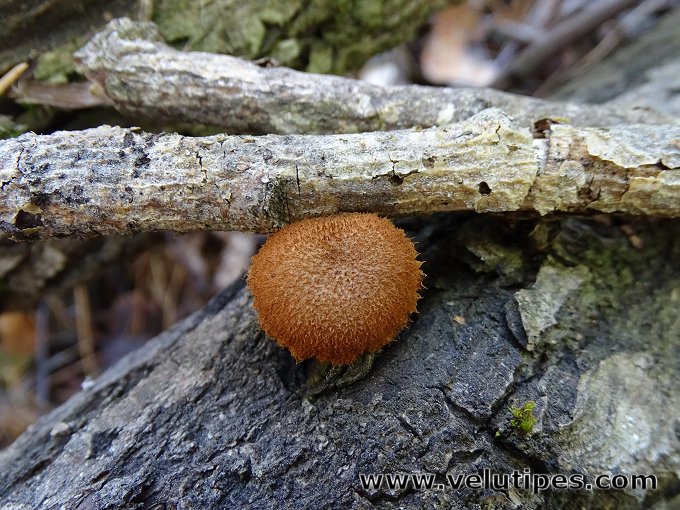 Phaeomarasmius erinaceus