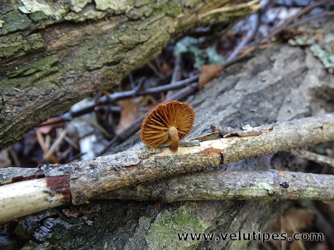 Phaeomarasmius erinaceus